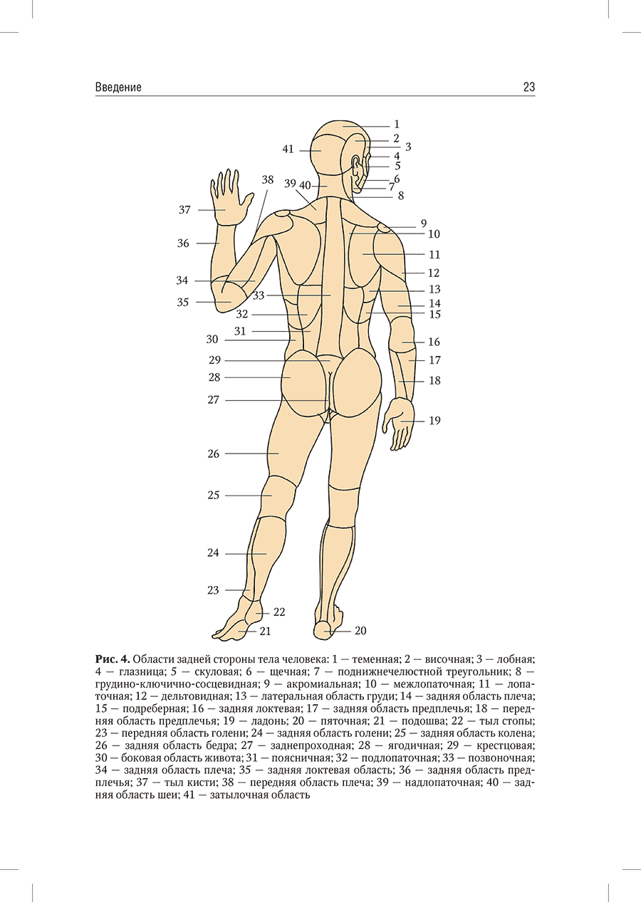 Рис. 4. Области задней стороны тела человека