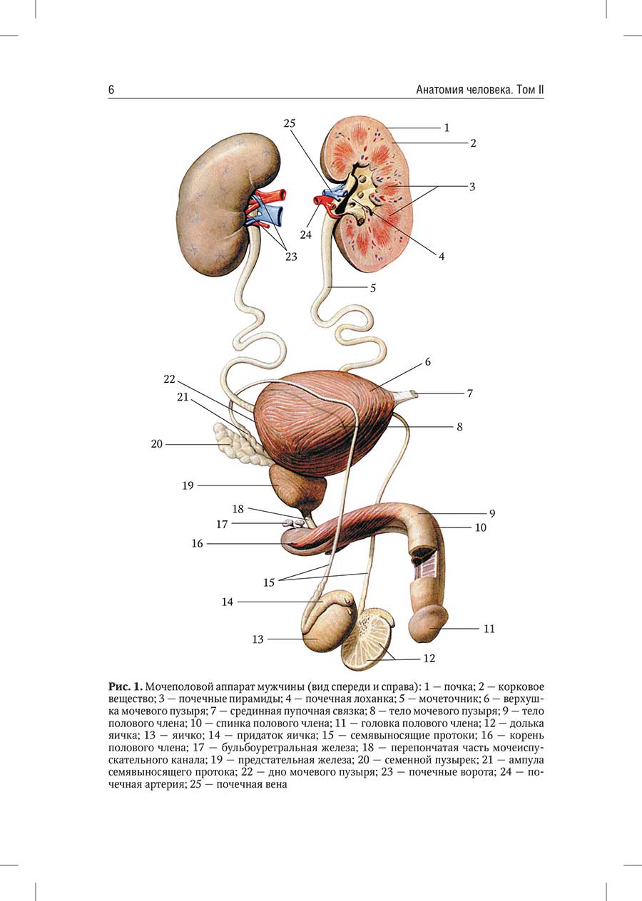 И.В.Гайворонский анатомия органов мочеполовой