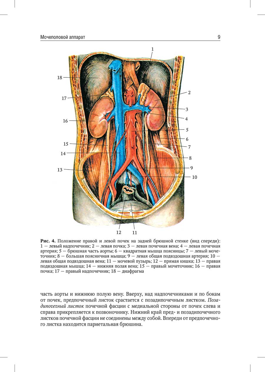 Рис. 4. Положение правой и левой почек на задней брюшной стенке (вид спереди)