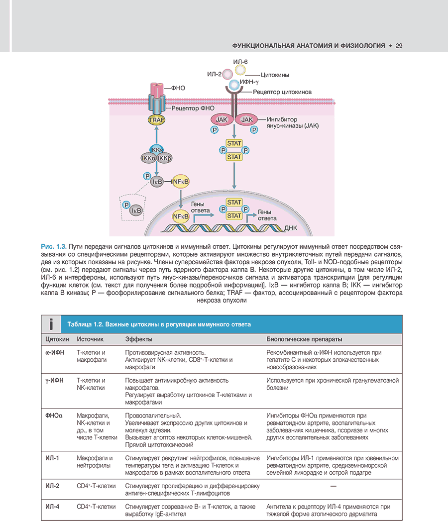 Таблица 1.2. Важные цитокины в регуляции иммунного ответа