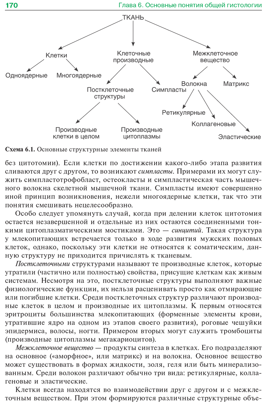 Схема 6.1. Основные структурные элементы тканей