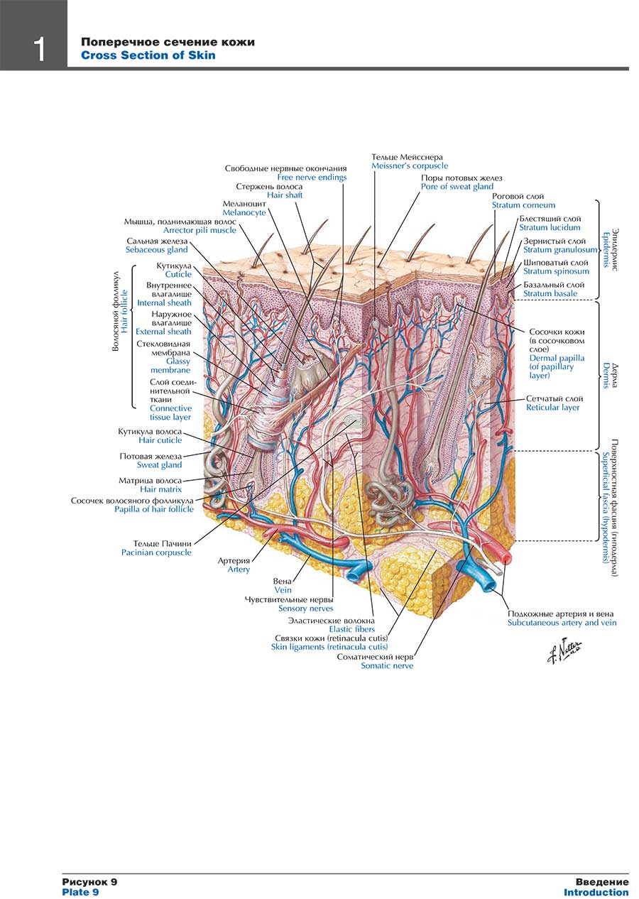 Неврология атлас раскраска с рисунками неттера