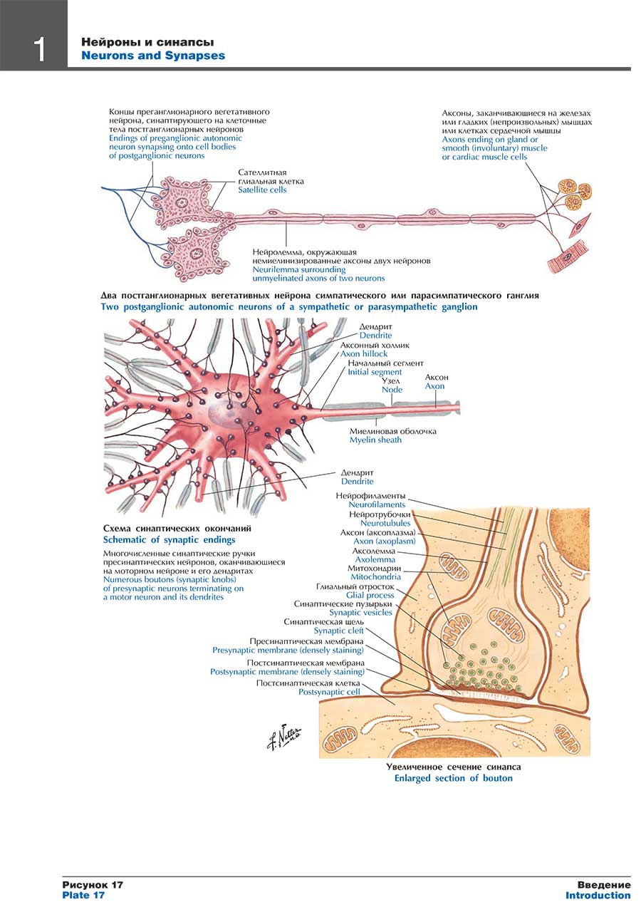 Нейроны и синапсы
