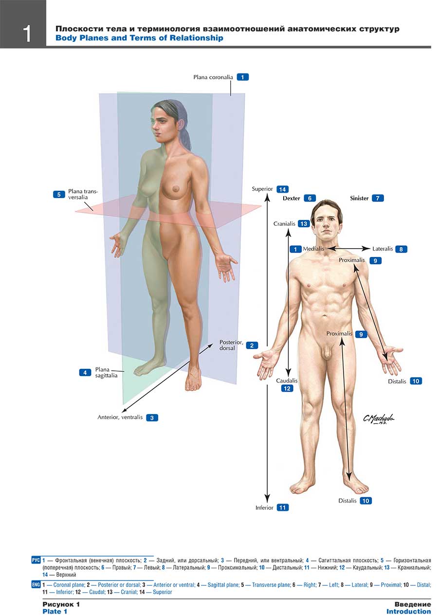 Плоскости тела и терминология взаимоотношений анатомических структур
