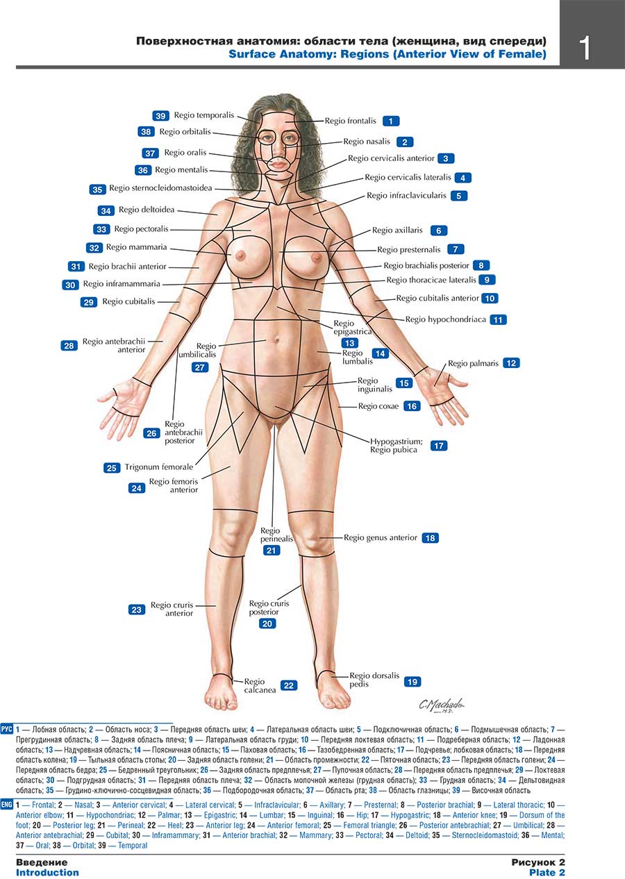 оверхностная анатомия: области тела (женщина, вид спереди)