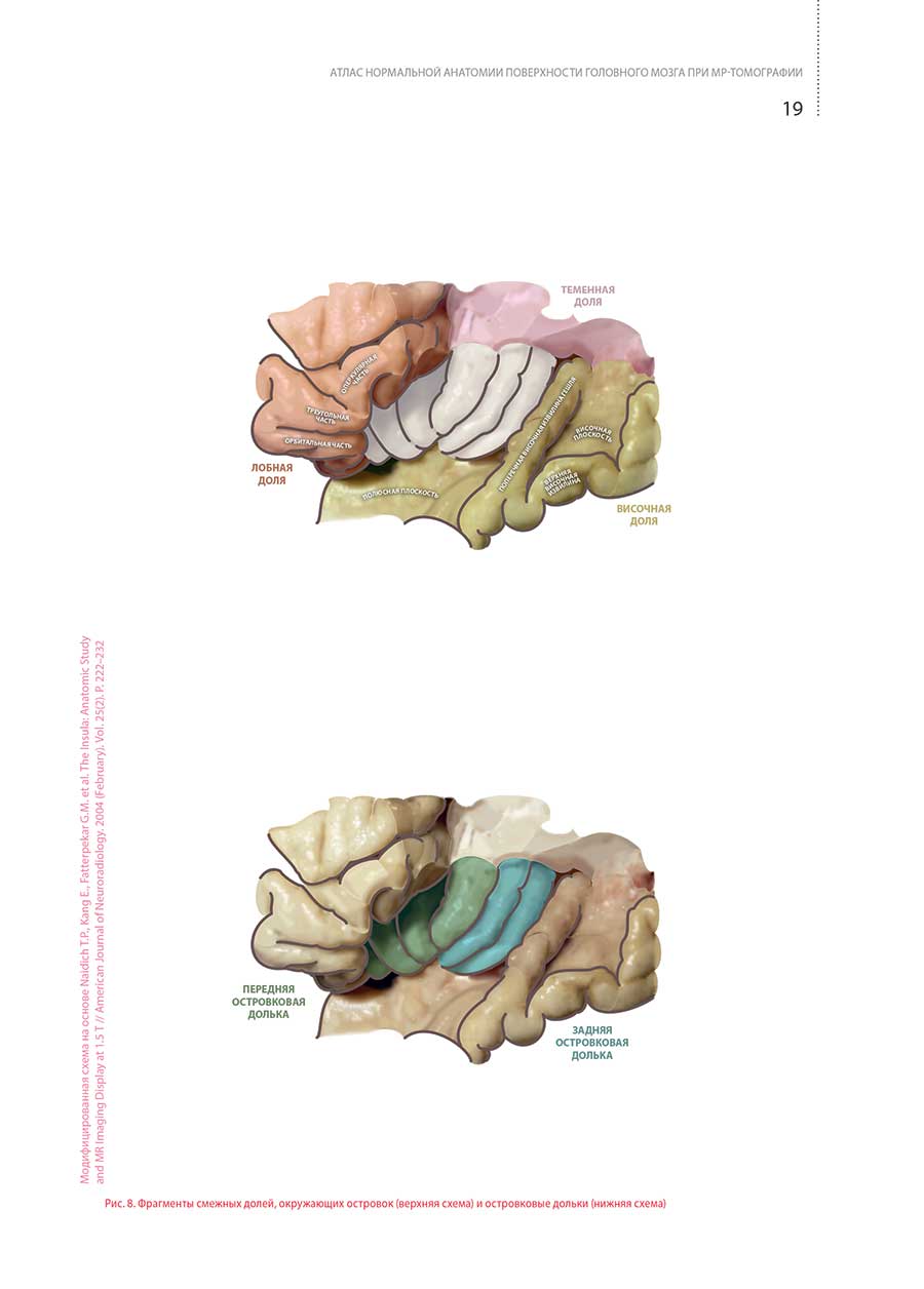 Пример страницы из книги "Атлас нормальной анатомии поверхности головного мозга при МР-томографии"