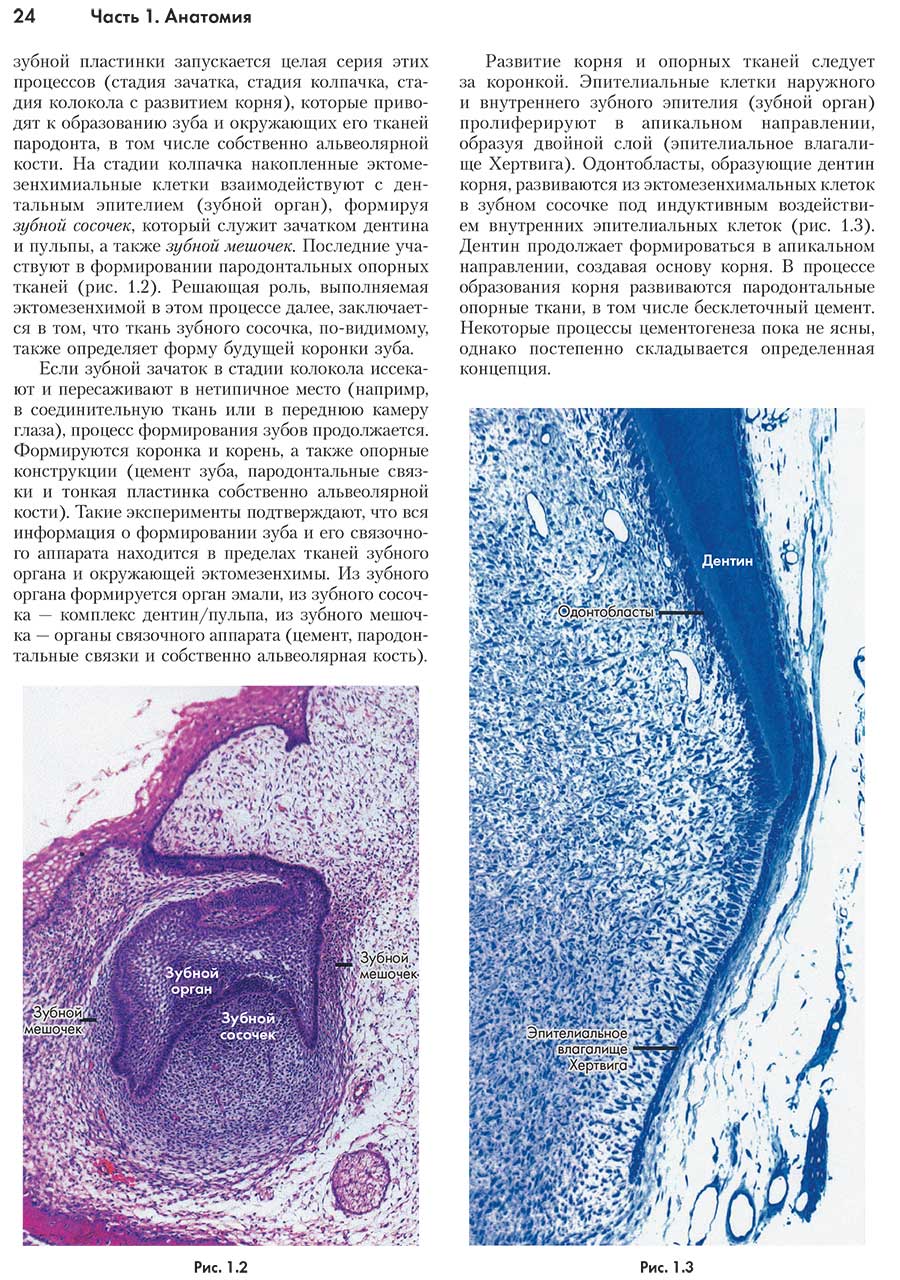 Пример страницы из книги "Клиническая пародонтология и дентальная имплантация" В 2-х томах. Том 1 