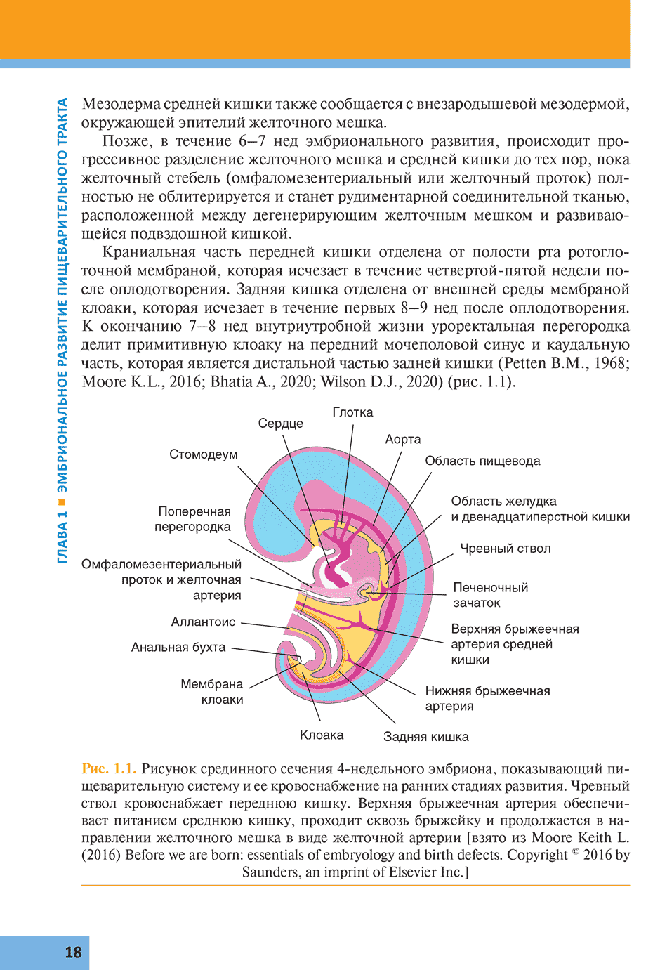 Рис. 1.1. Рисунок срединного сечения 4-недельного эмбриона