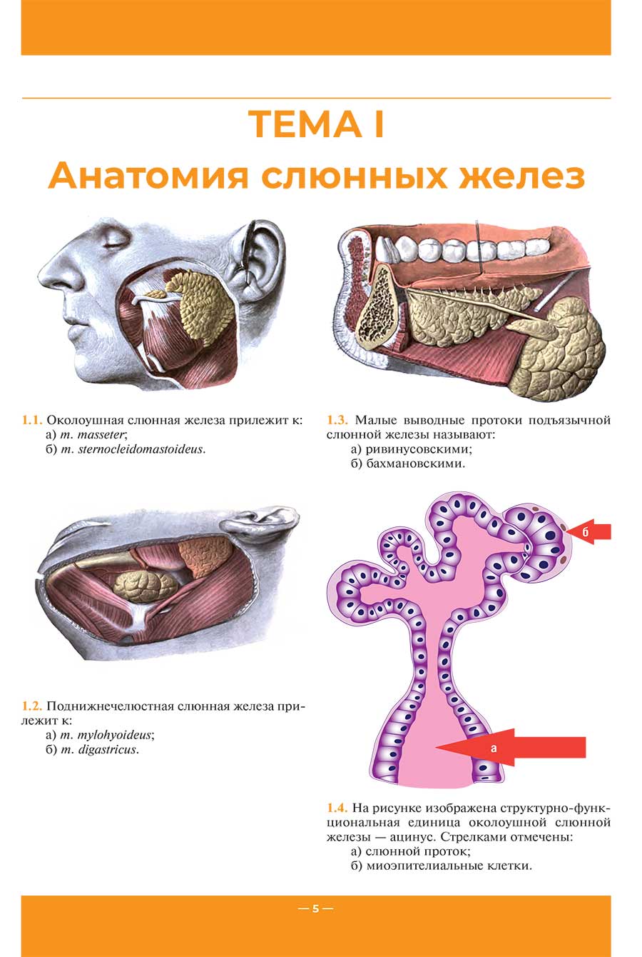 Анатомия слюнных желез