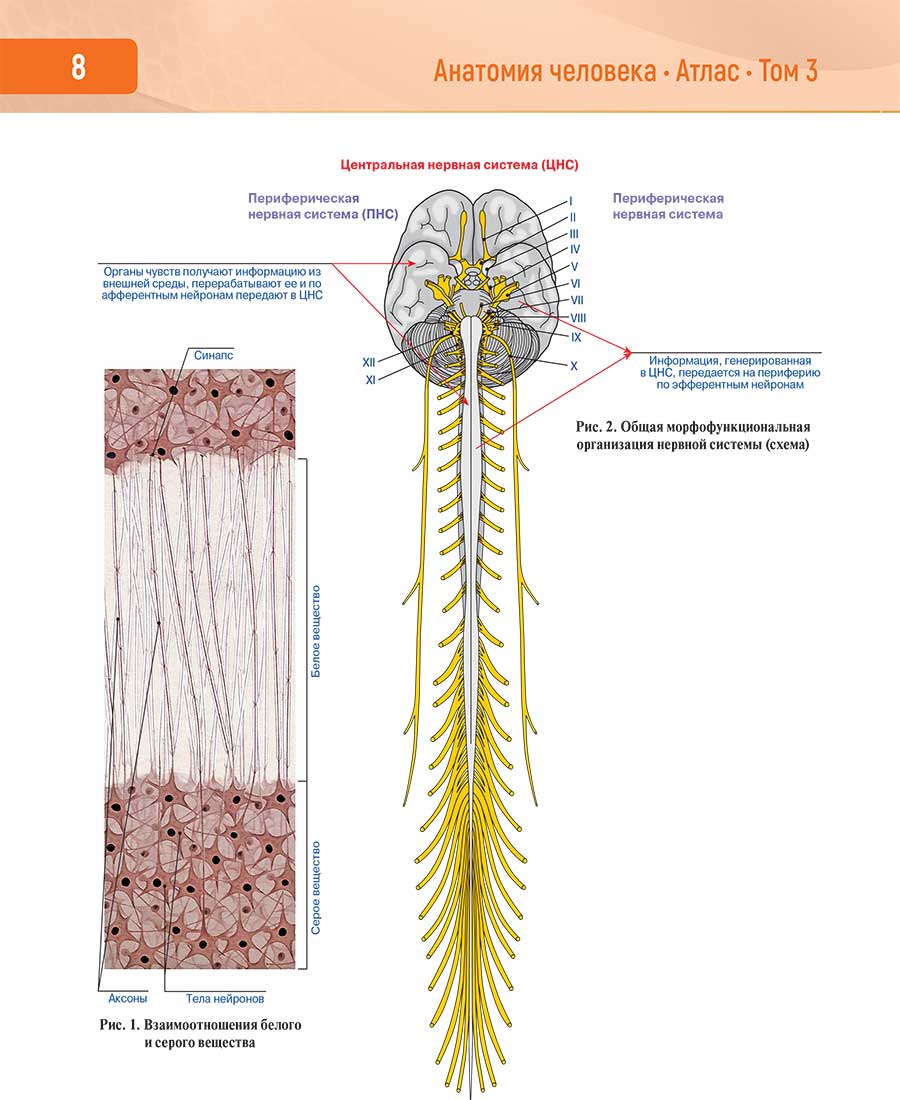 Центральная нервная система (ЦНС)