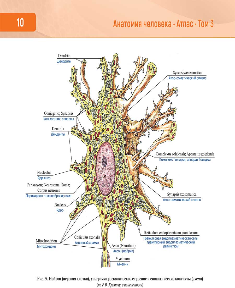 Рис. 5. Нейрон (нервная клетка), ультрамикроскопическое строение и синаптические контакты (схема)