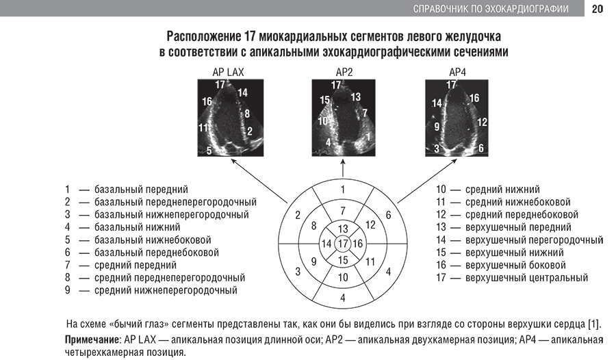 Расположение 17 миокардиальных сегментов левого желудочка
