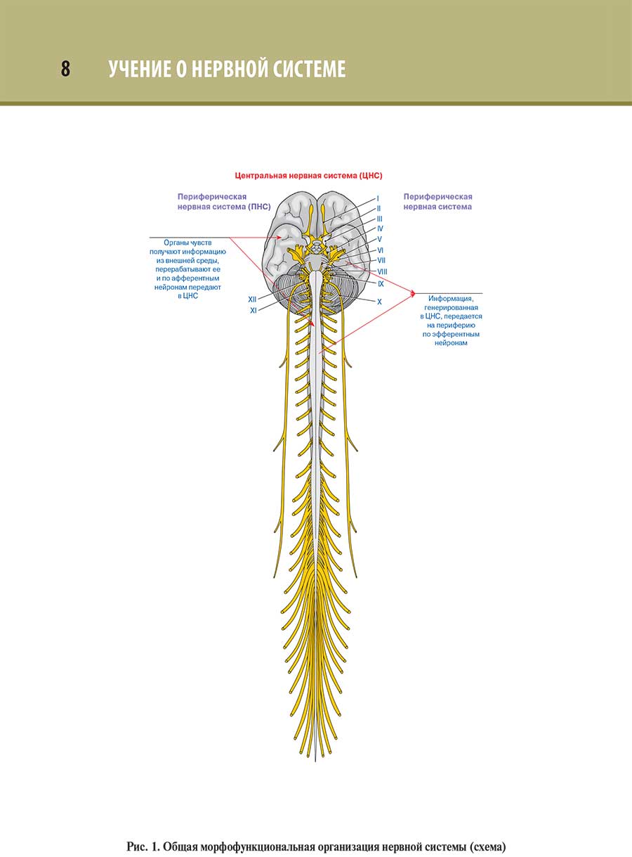 Общая морфофункциональная организация нервной системы (схема)
