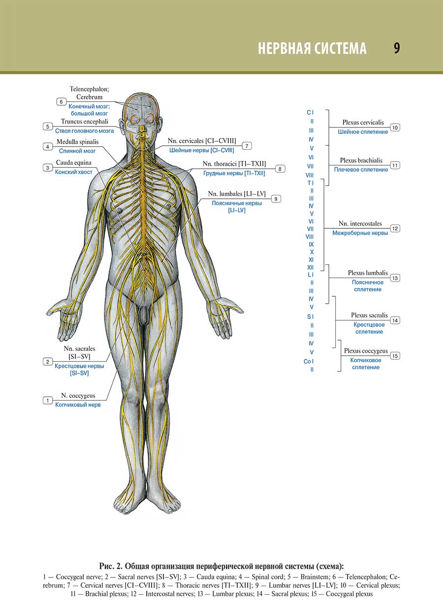Общая организация периферической нервной системы (схема)