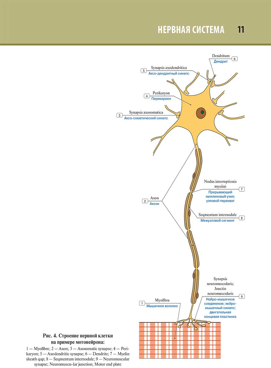 Рис. 4. Строение нервной клетки на примере мотонейрона