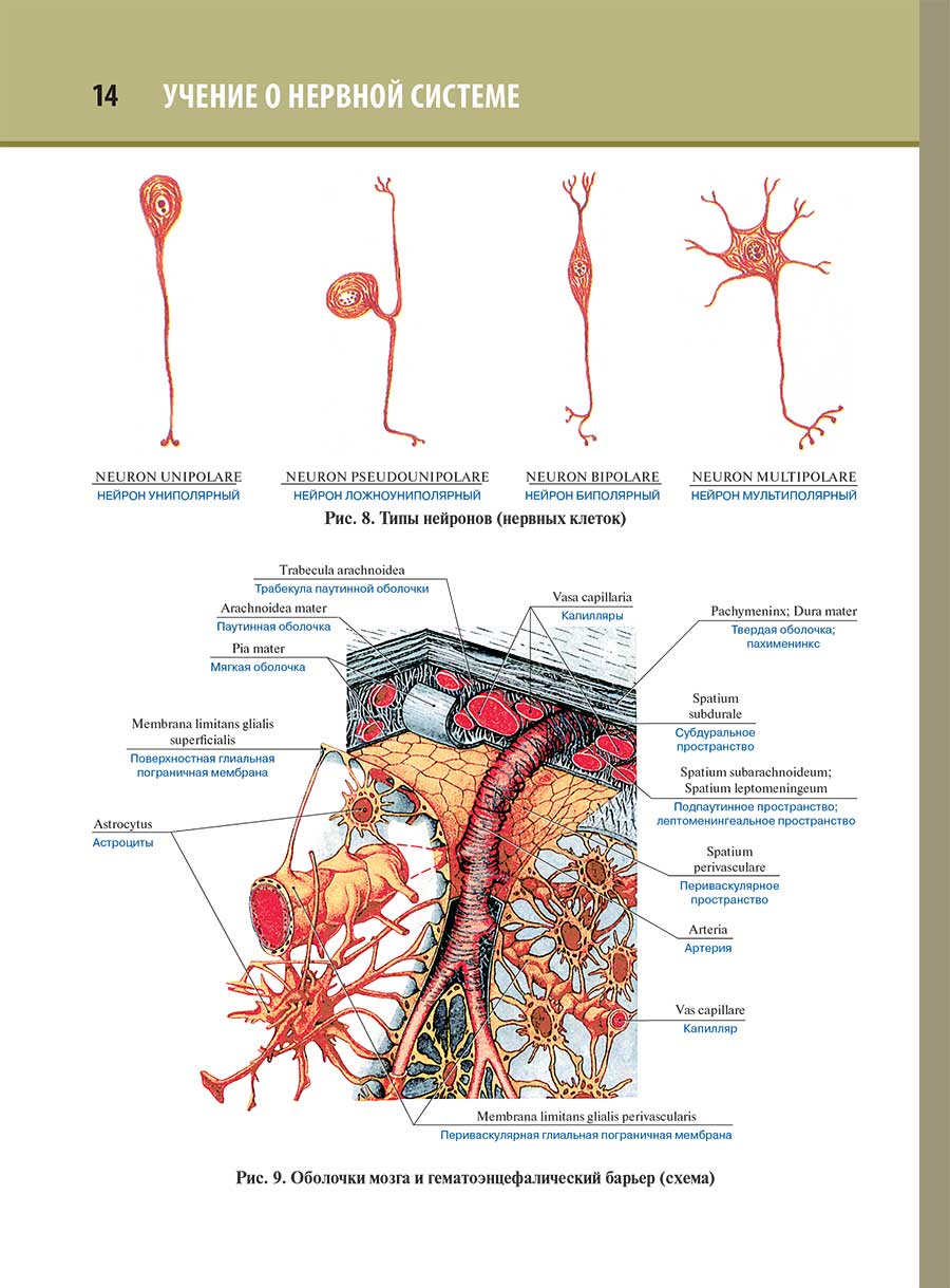 Оболочки мозга и гематоэнцефалический барьер (схема)
