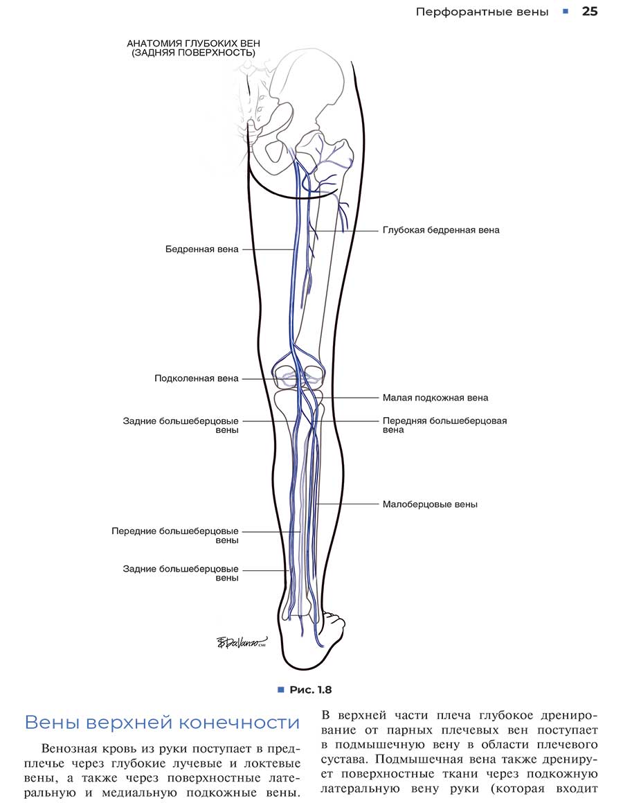 Анатомия глубоких вен (задняя поверхность)