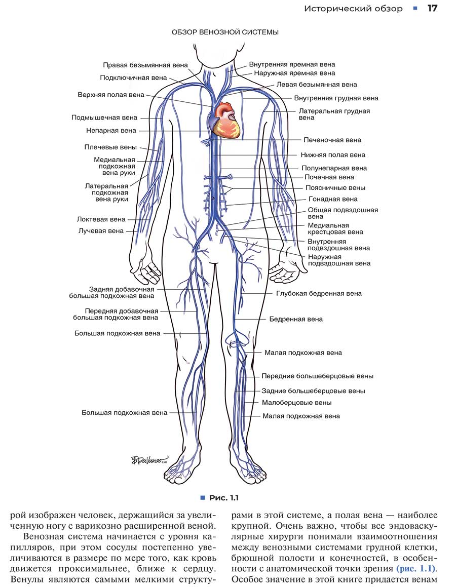 Обзор венозной системы