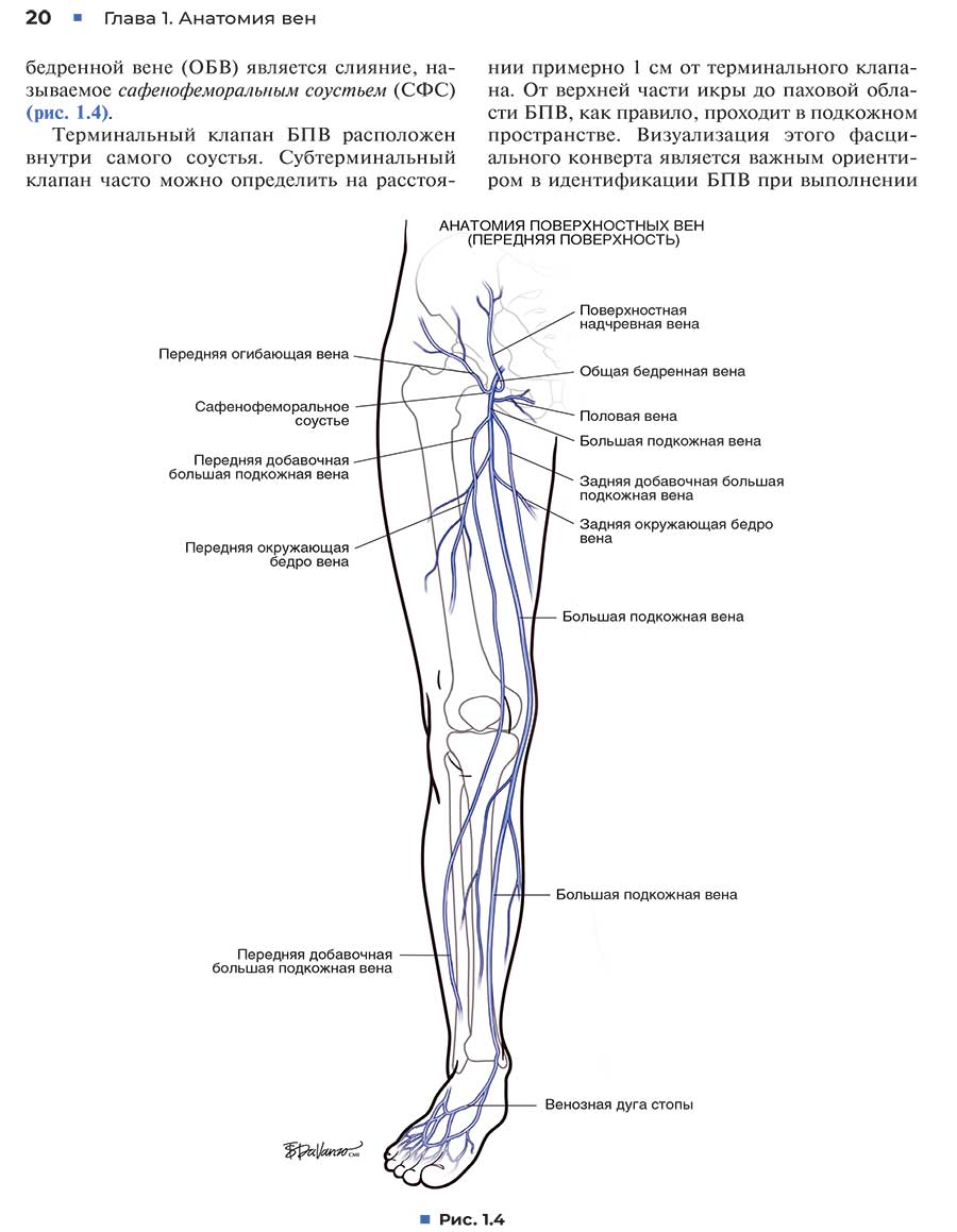 Анатомия поверхностных вен