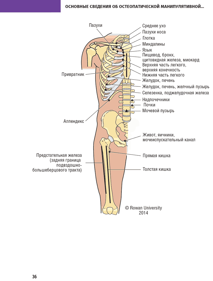 Пример страницы из книги "Консультант за 5 минут. Остеопатическая манипулятивная терапия"