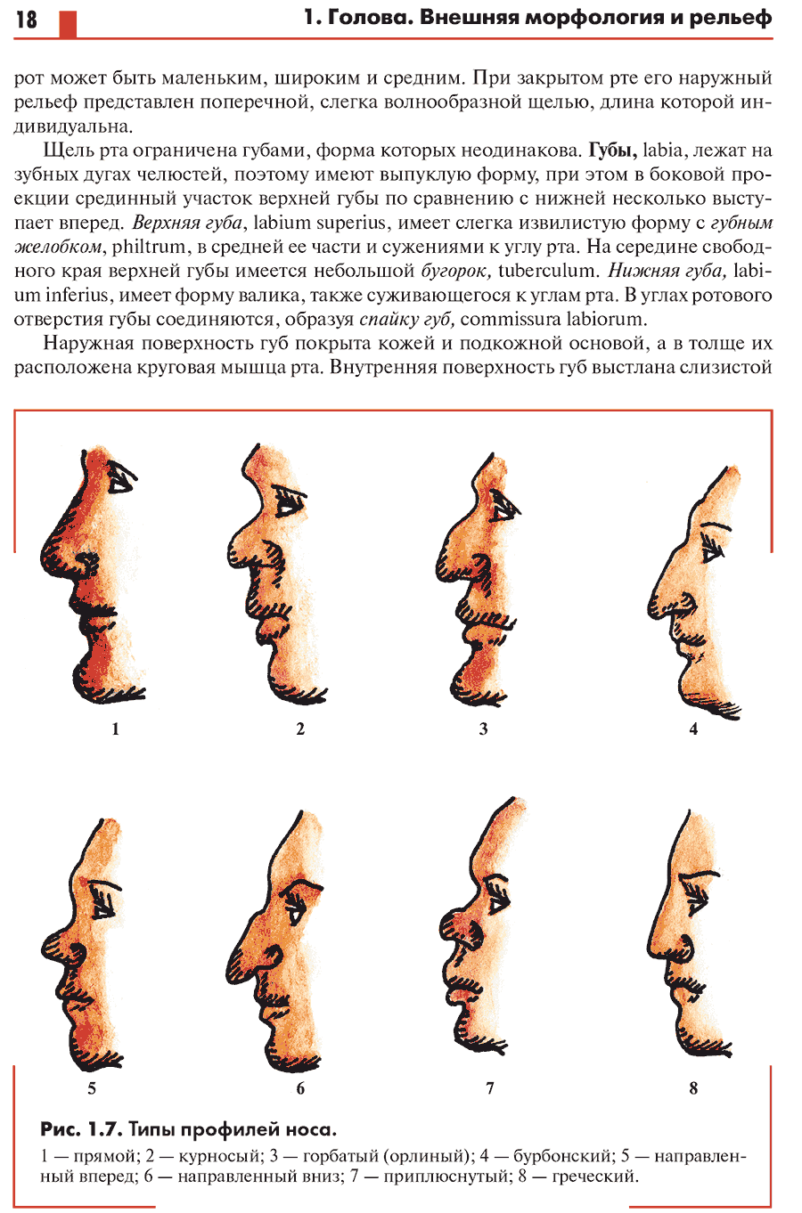 Рис. 1.7. Типы профилей носа.