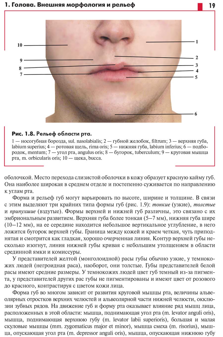 Рис. 1.8. Рельеф области рта.