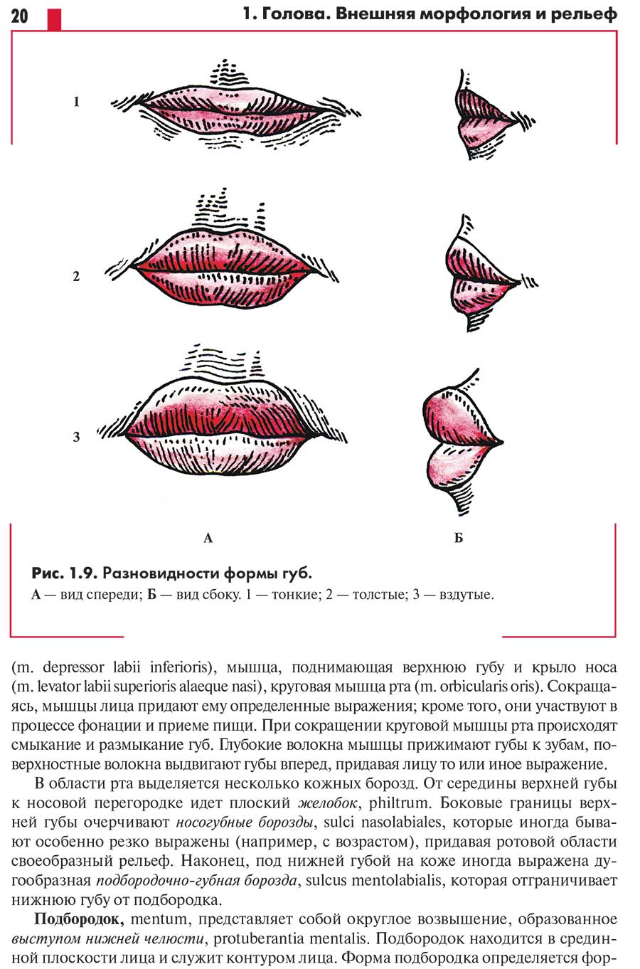 Рис. 1.9. Разновидности формы губ.