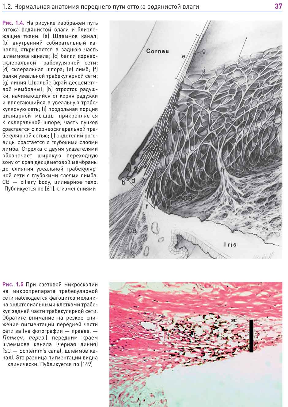 Рис. 1.5 При световой микроскопии на микропрепарате трабекулярной сети наблюдается фагоцитоз 