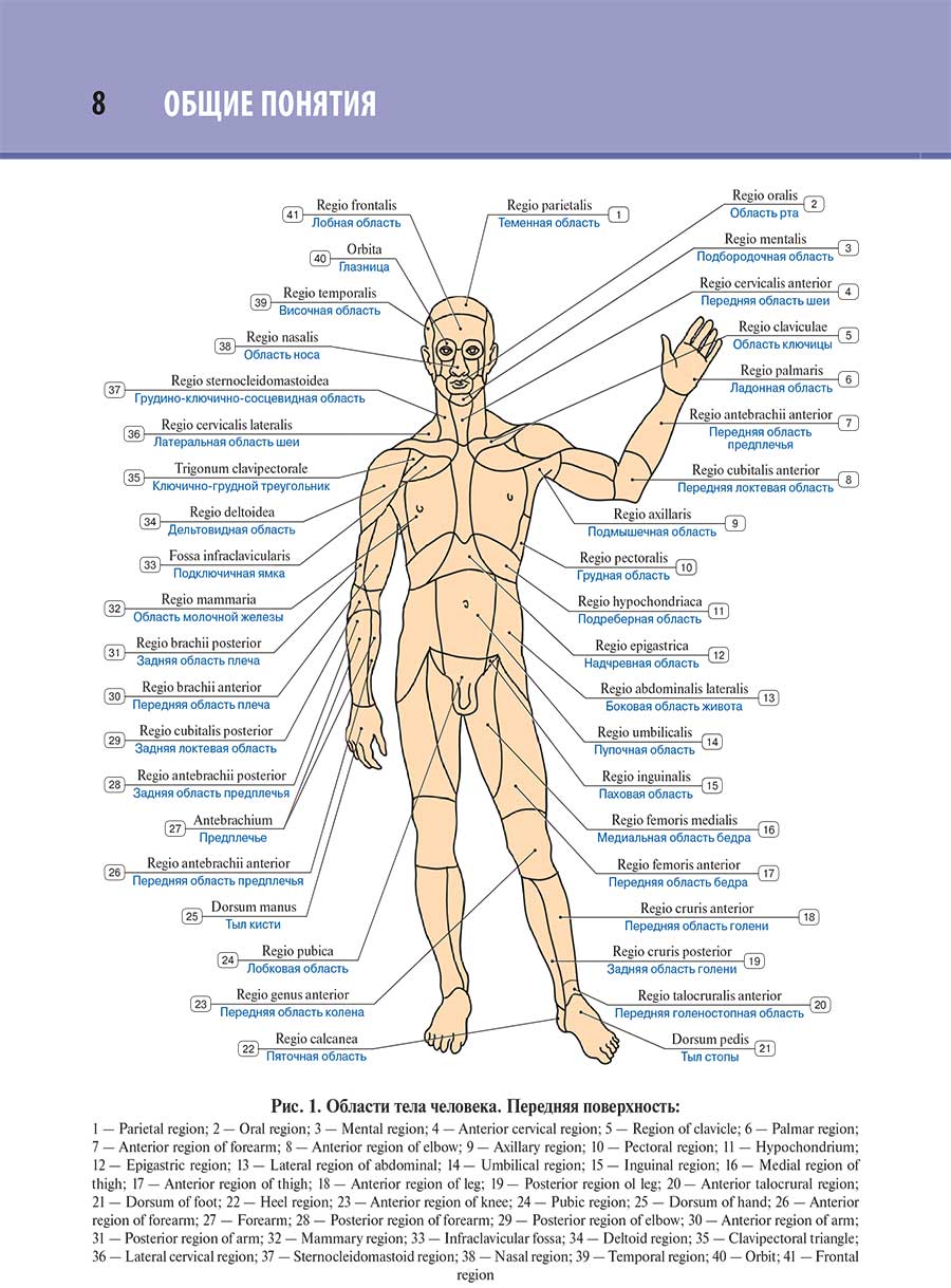 Области тела человека. Передняя поверхность