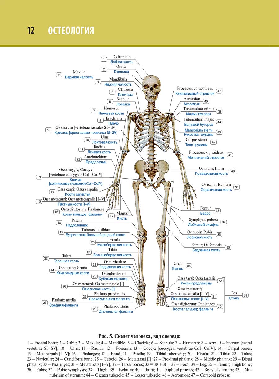 Скелет человека, вид спереди