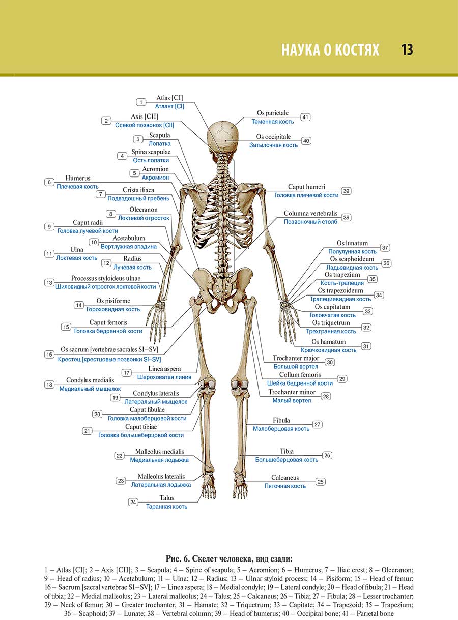 Скелет человека, вид сзади