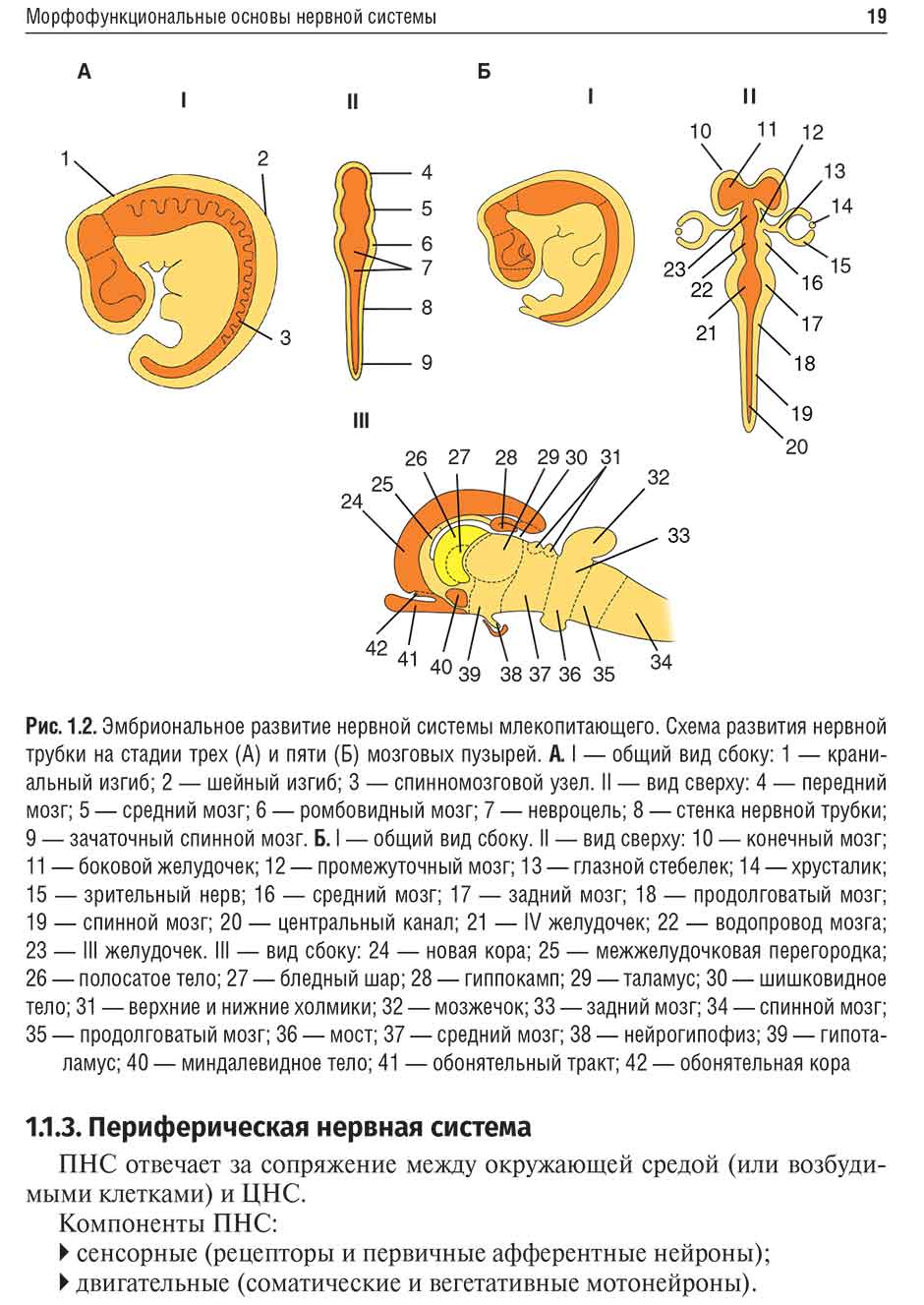 Рис. 1.2. Эмбриональное развитие нервной системы млекопитающего.