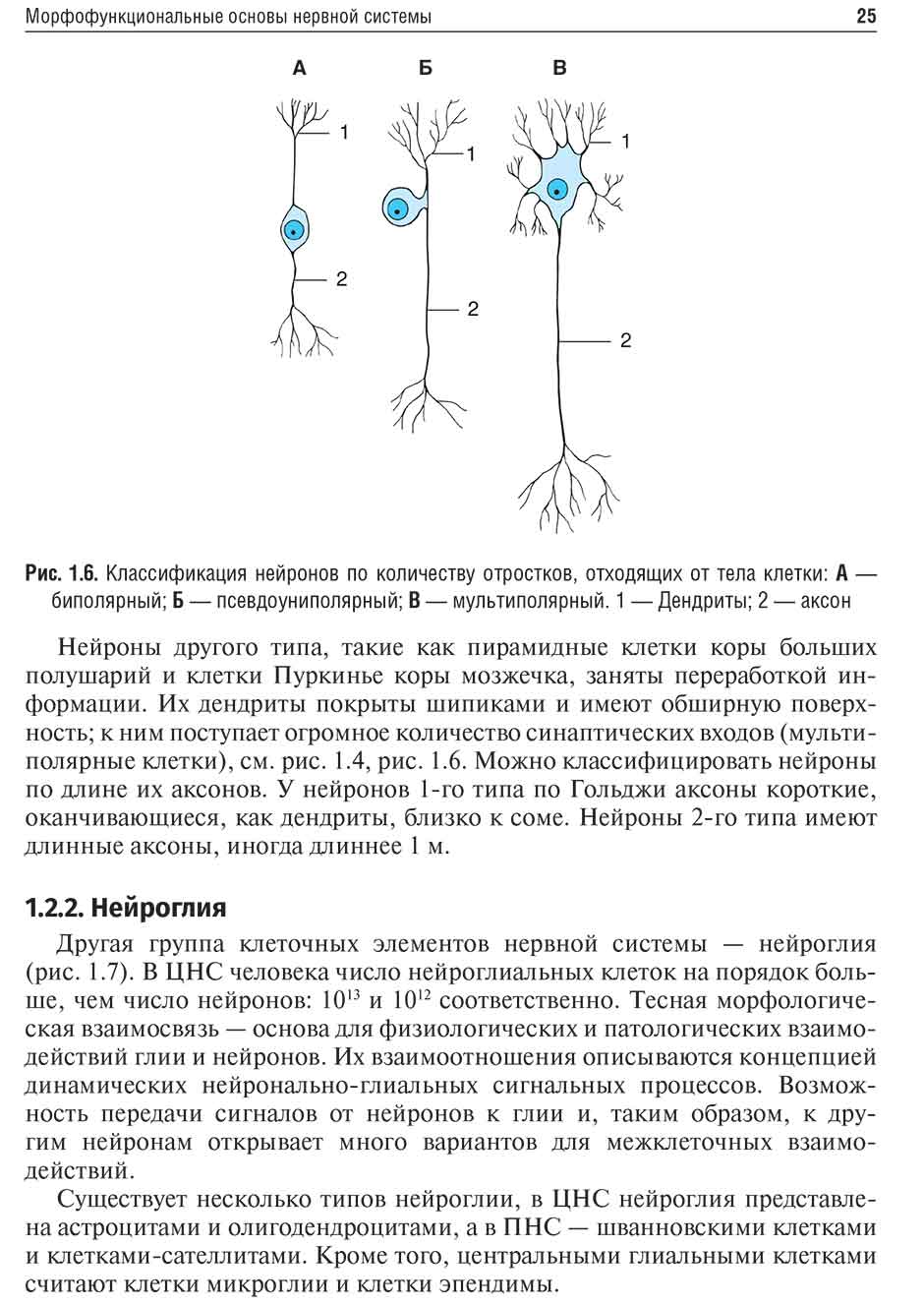 Рис. 1.6. Классификация нейронов по количеству отростков, отходящих от тела клетки