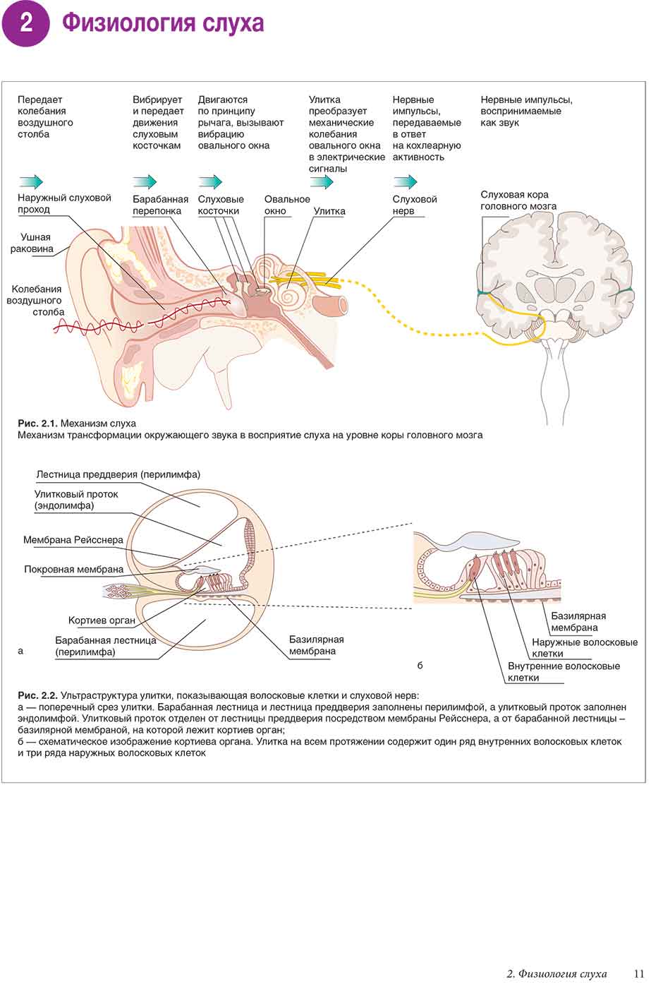 Рис. 2.2. Ультраструктура улитки, показывающая волосковые клетки и слуховой нерв