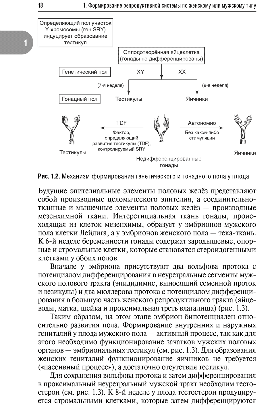 Рис. 1.2. Механизм формирования генетического и гонадного пола у плода