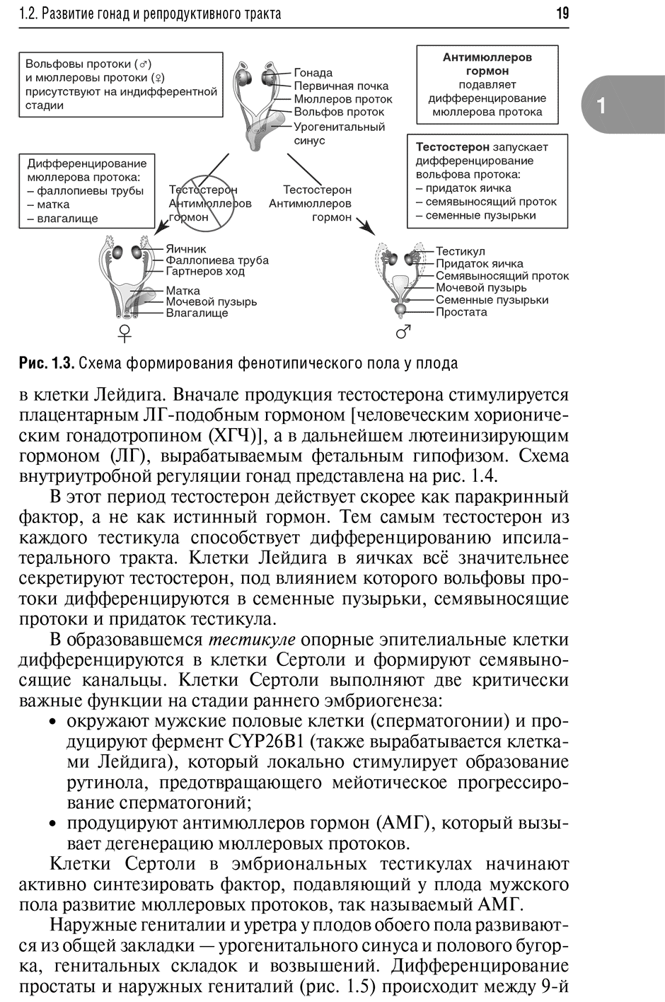 Рис. 1.3. Схема формирования фенотипического пола у плода