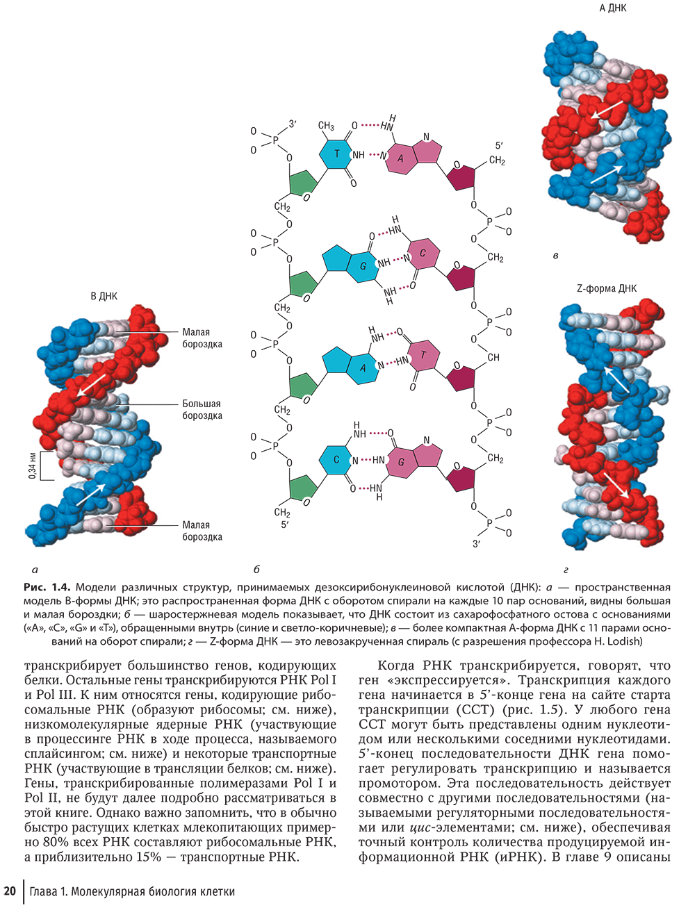 Модели различных структур, принимаемых дезоксирибонуклеиновой кислотой (ДНК)