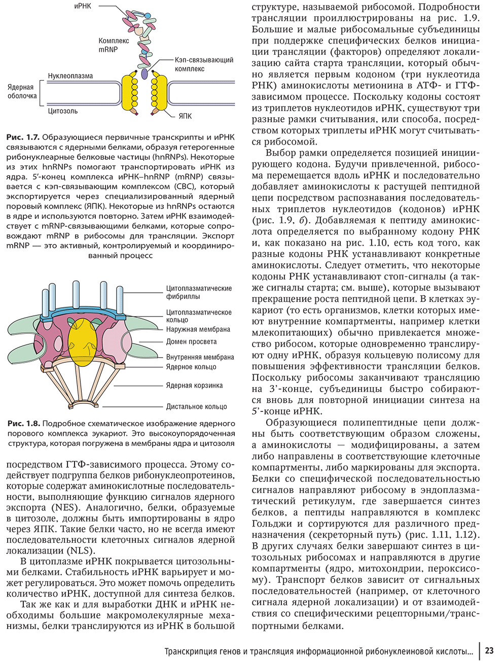 Рис. 1.8. Подробное схематическое изображение ядерного порового комплекса эукариот