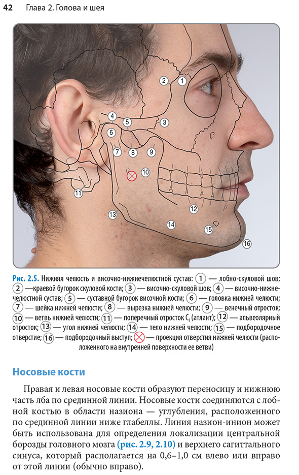 Нижняя челюсть и височно-нижнечелюстной сустав