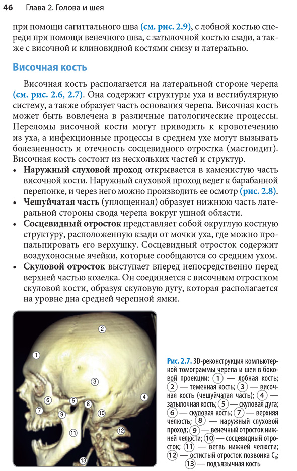 Рис. 2.7. 3D-реконструкция компьютерной томограммы черепа и шеи в боковой проекции