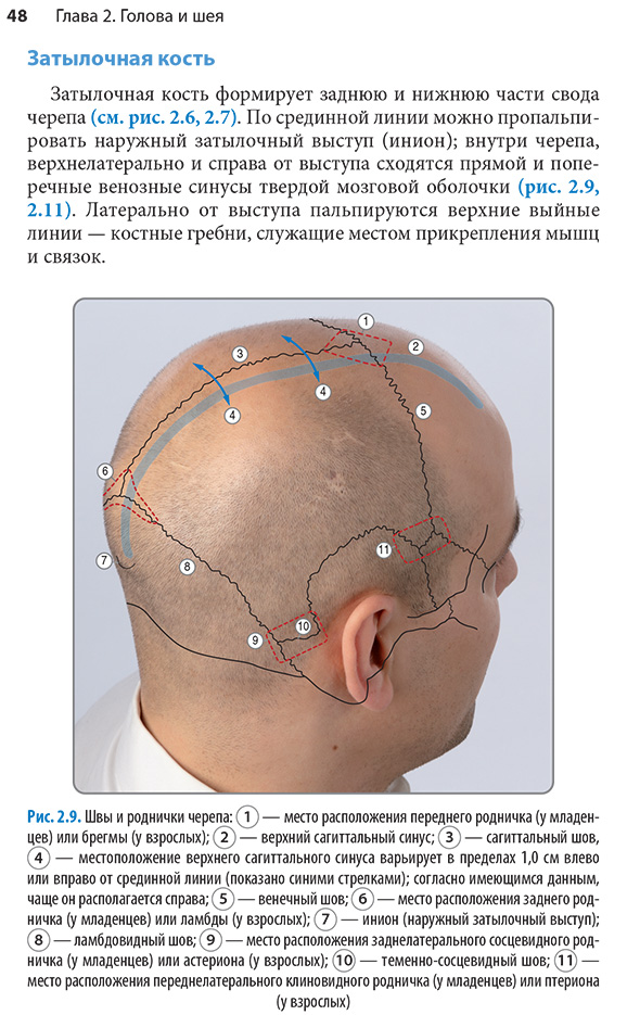 Швы и роднички черепа