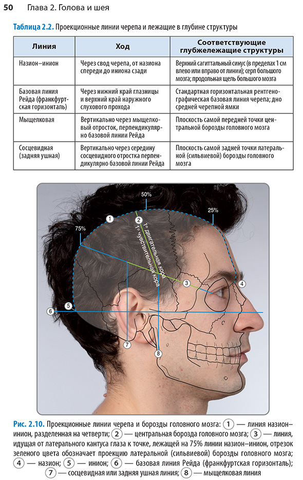 Проекционные линии черепа и борозды головного мозга