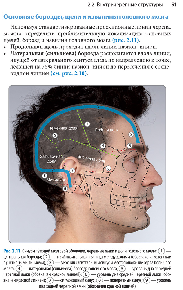 Синусы твердой мозговой оболочки, черепные ямки и доли головного мозга