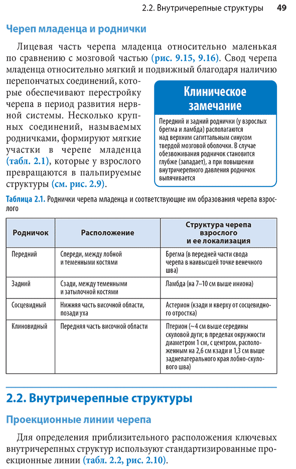 Череп младенца и роднички