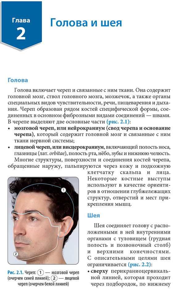 Череп