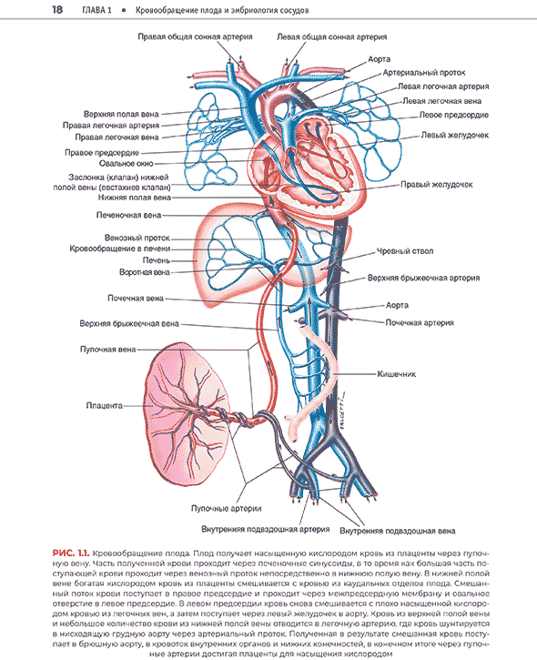 Кровообращения плода