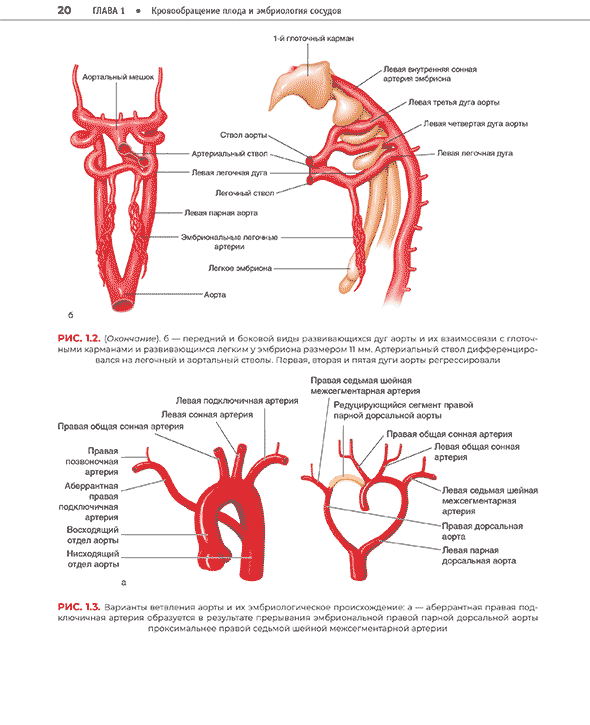 Кровообращение плода и эмбриология сосудов