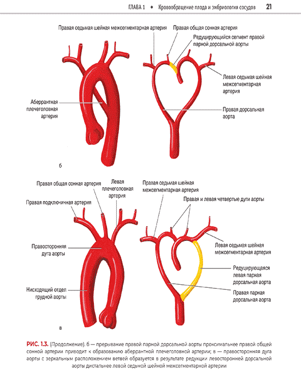 Кровообращение плода и эмбриология сосудов