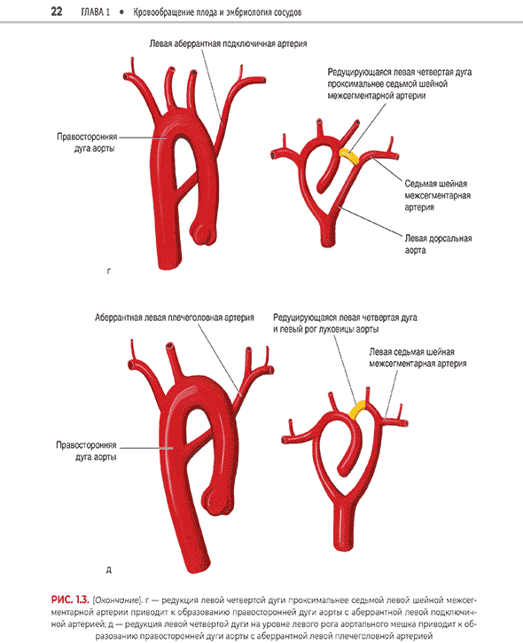 Кровообращение плода и эмбриология сосудов