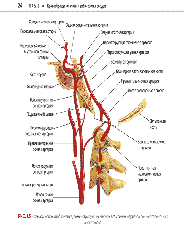 Кровообращение плода и эмбриология сосудов